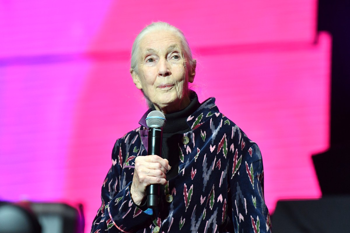 The Legacy of Jane Goodall: A Commemorative Reflection