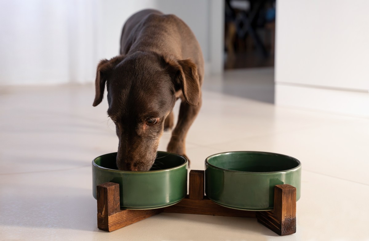 Hysterics at How Dog Juggles Eating Lunch With Being 'Head of Security'