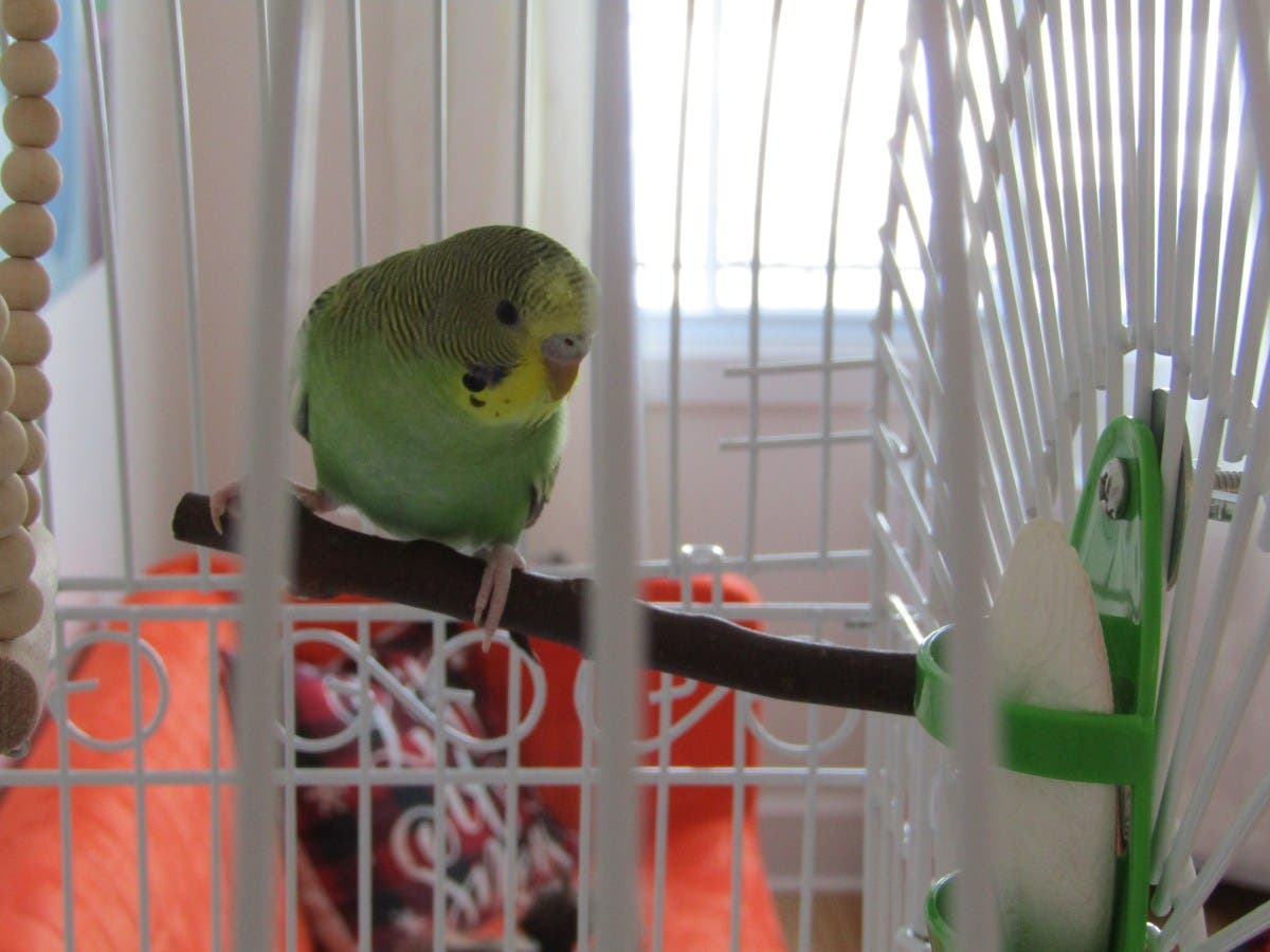 Rescue Parrot Locked in Cage for 15 Years—What She Does Now Breaks Hearts