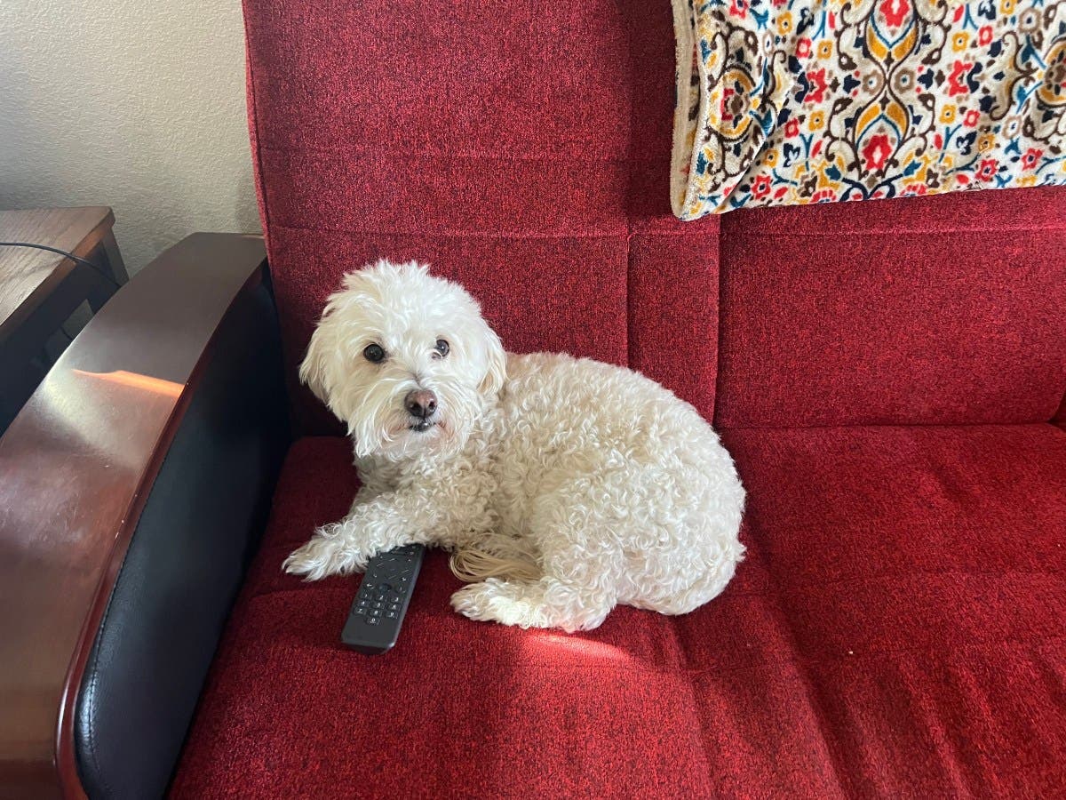 Maltipoo Owner Puts on Scooby-Doo, Nobody Can Cope With Pup’s Reaction