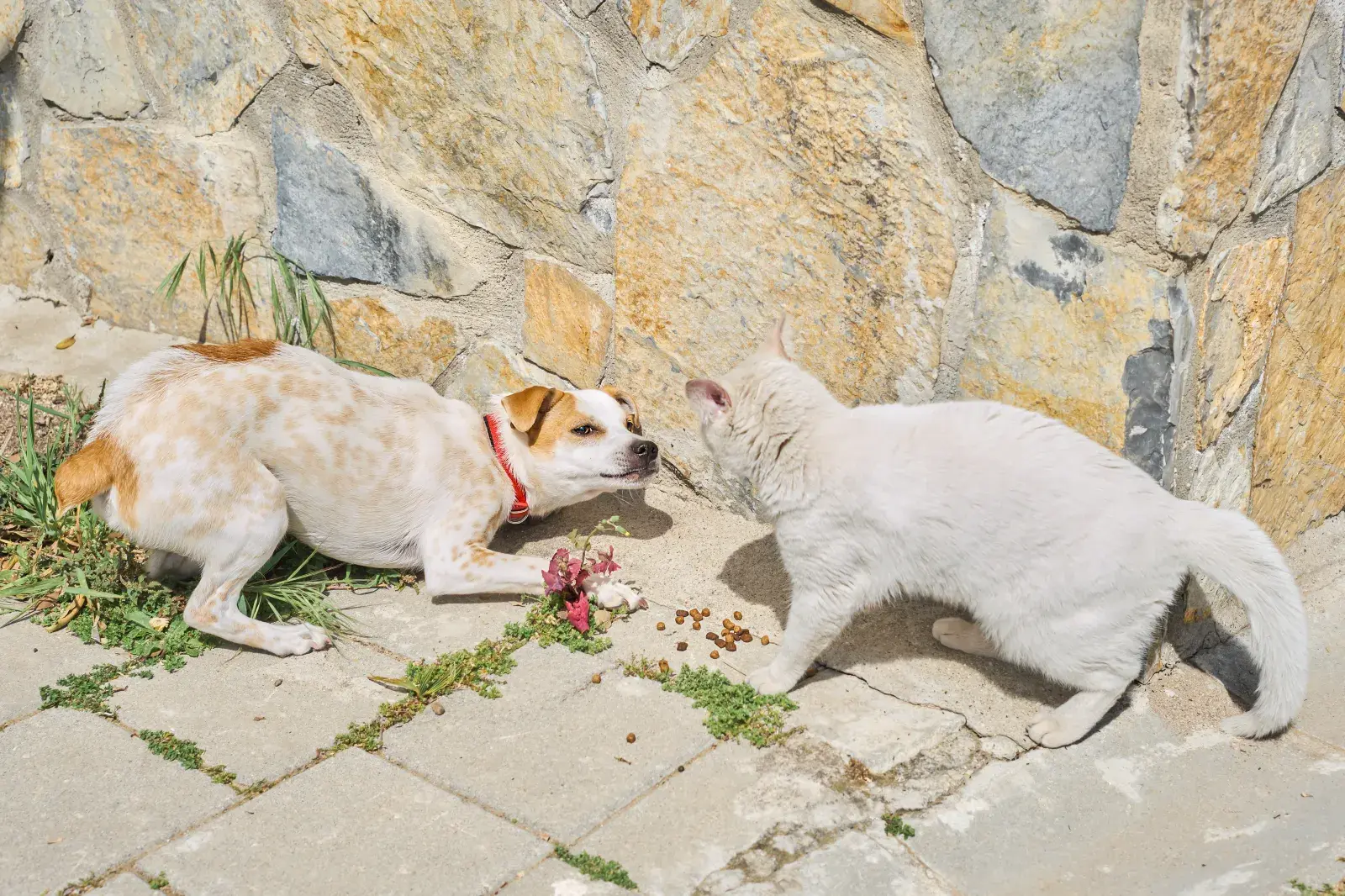 Cat Sees Dog Walking Past Store Daily, Response Goes Viral: ‘True Nemesis’