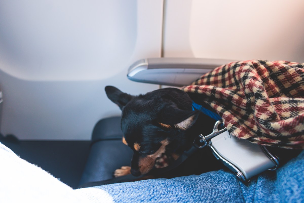 Passenger Boards Flight, Unprepared for What’s Sitting in Front of Them