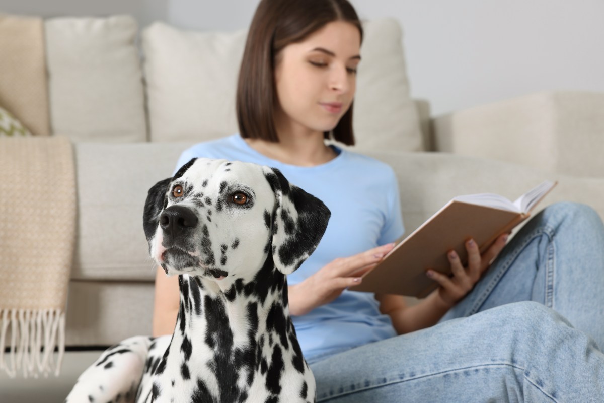 Dalmatian Whose Ears Only Turn On for One Reason Has Internet in Stitches
