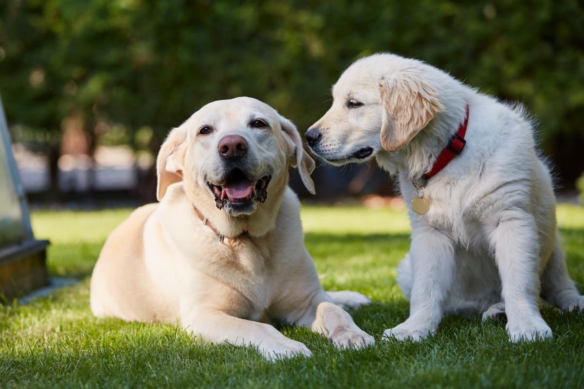 Hearts Melt as Golden Retriever Puppy Gets His Own Puppy