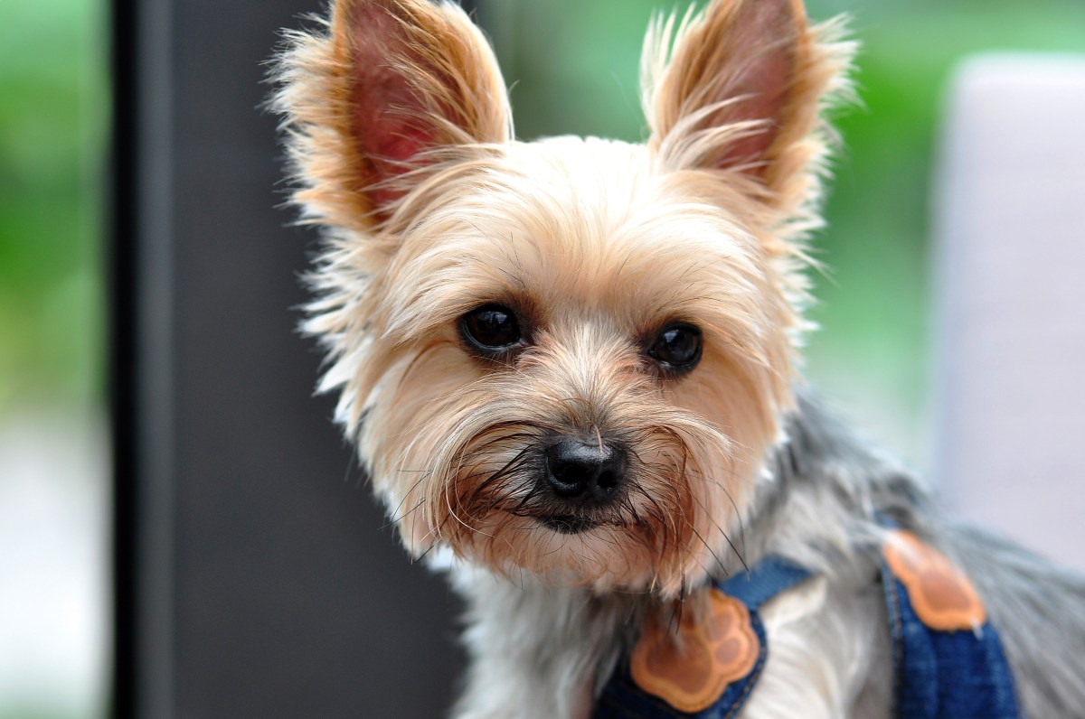 Determined Two-Legged Rescue Dog Climbing Onto Couch Delights Internet