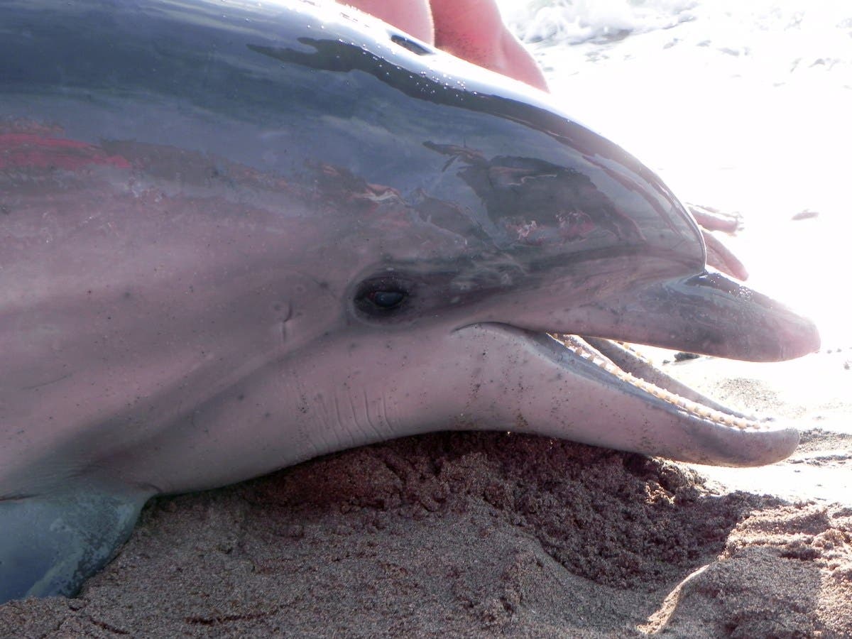 Stranded Dolphins May Have Alzheimer's, Say Scientists