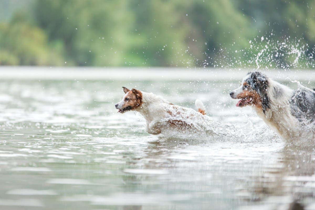 Woman Takes Her Three Dogs for Swim in River, Who Joins Them Melts Hearts