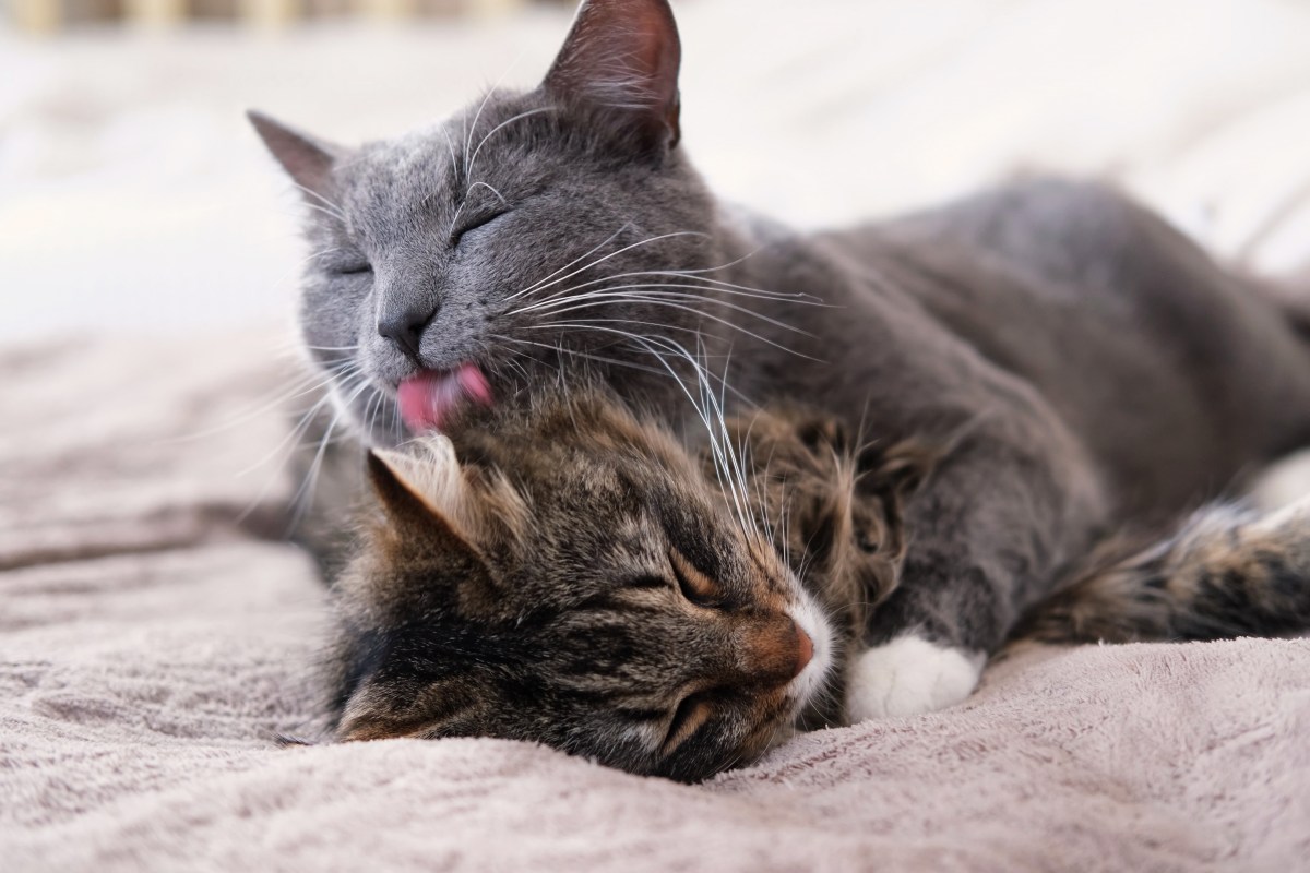 Cat Gets a Kitten, How Their Introduction Goes Leaves Owner ‘Scared’