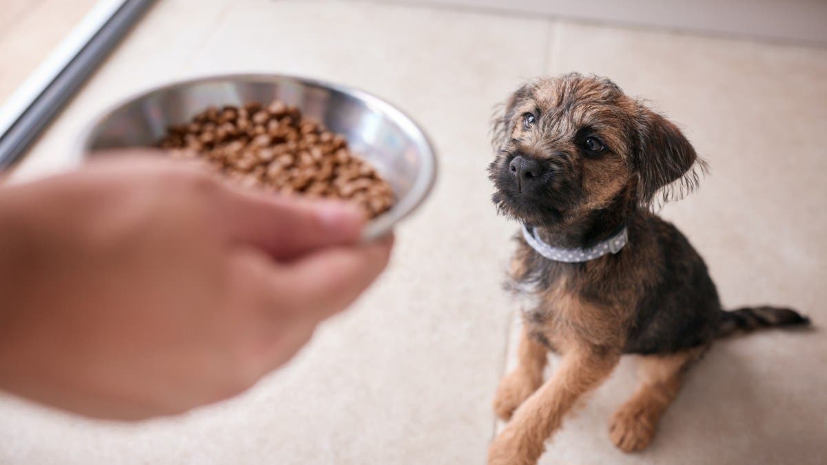Dog Won’t Chew Food Near His Bowl, Reason Leaves Internet in Hysterics
