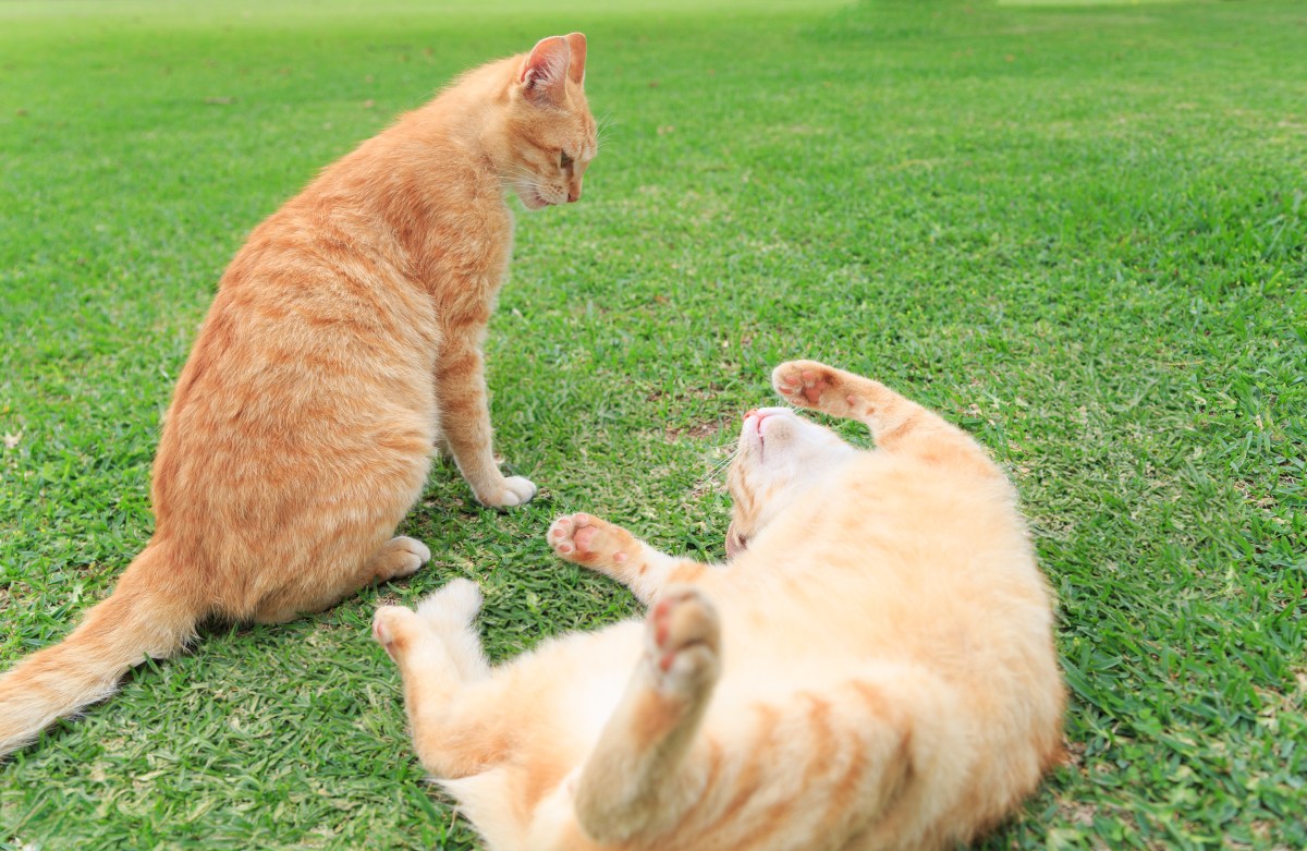 Orange Cat’s Brother Moves In Next Door—No One Prepared for Their Bond