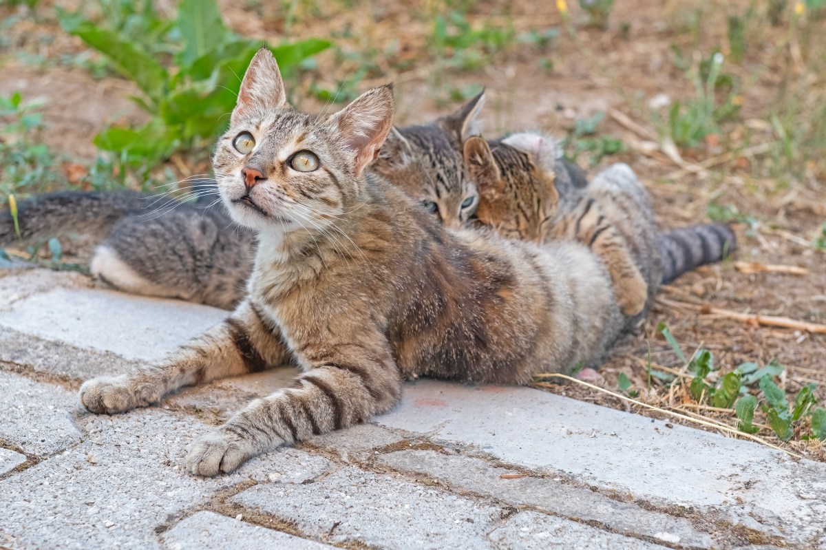 Family starts feeding stray cat -- unprepared for what she brings month later