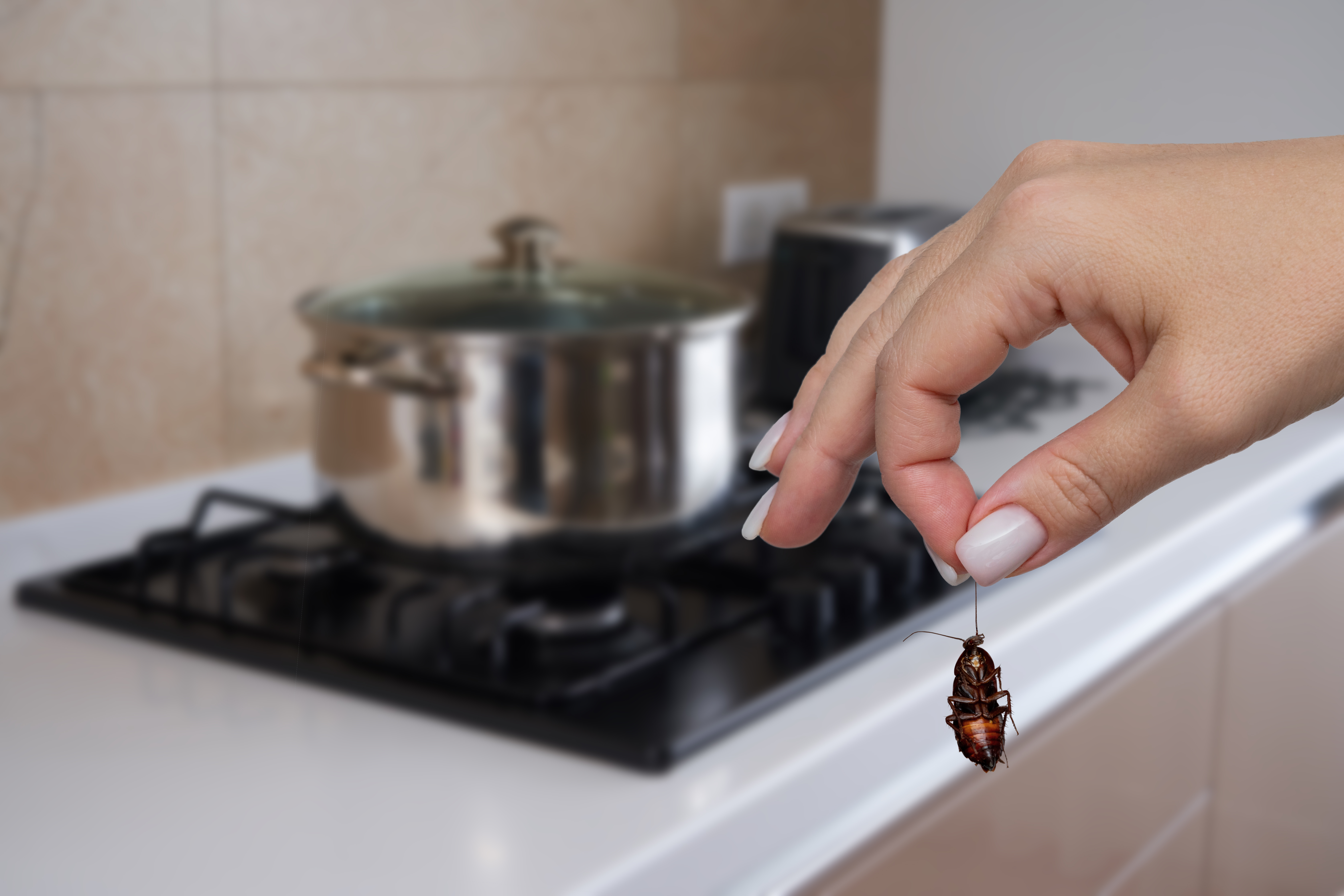 Tenant Finds Dead Cockroaches in Apartment, Horror at Landlord’s Solution, image size:7402x4937