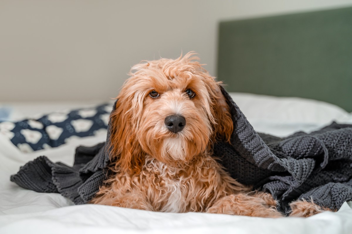 Woman Returns to Hotel Room, Hysterics at What She Sees Her Dog Doing