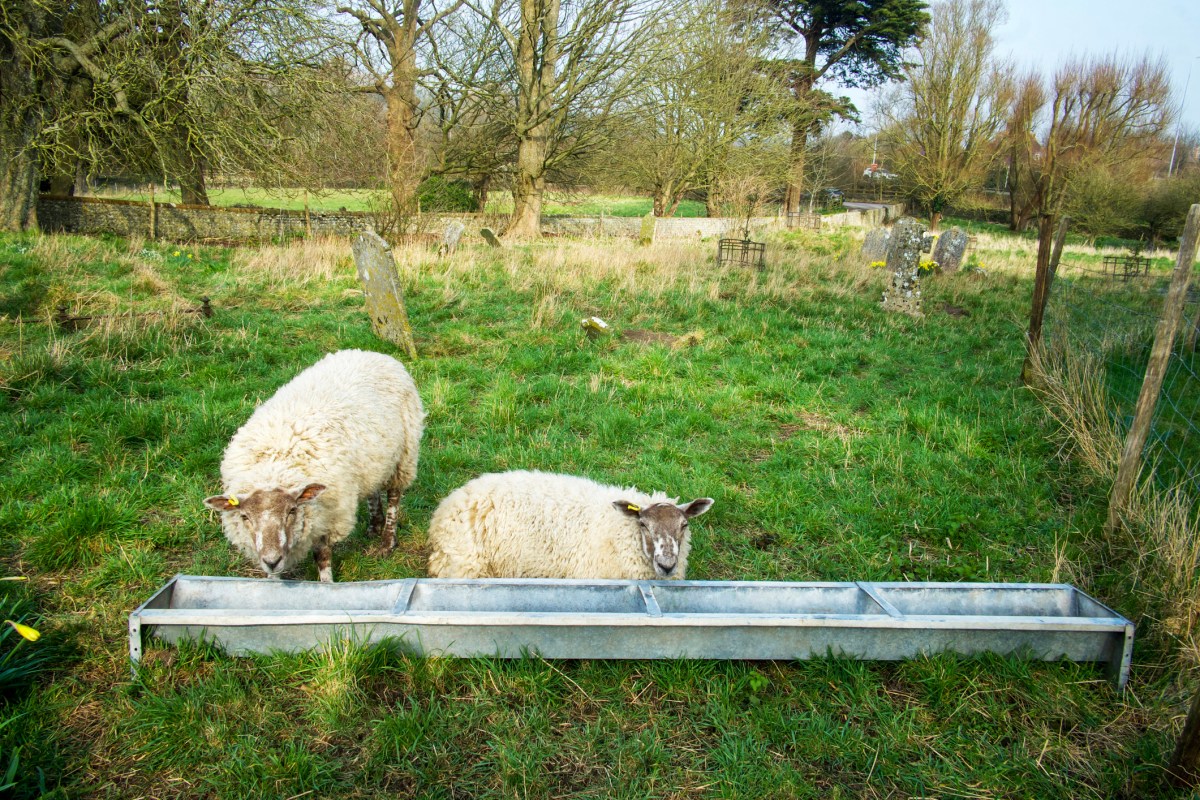 Vegans’ Takes on Shearing Sheep for Wool Sparks Heated Debate: 'Cruel'