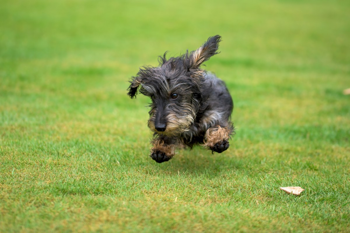 Dachshund Who Thinks She’s ‘a Sheepdog’ Has Internet in Stitches