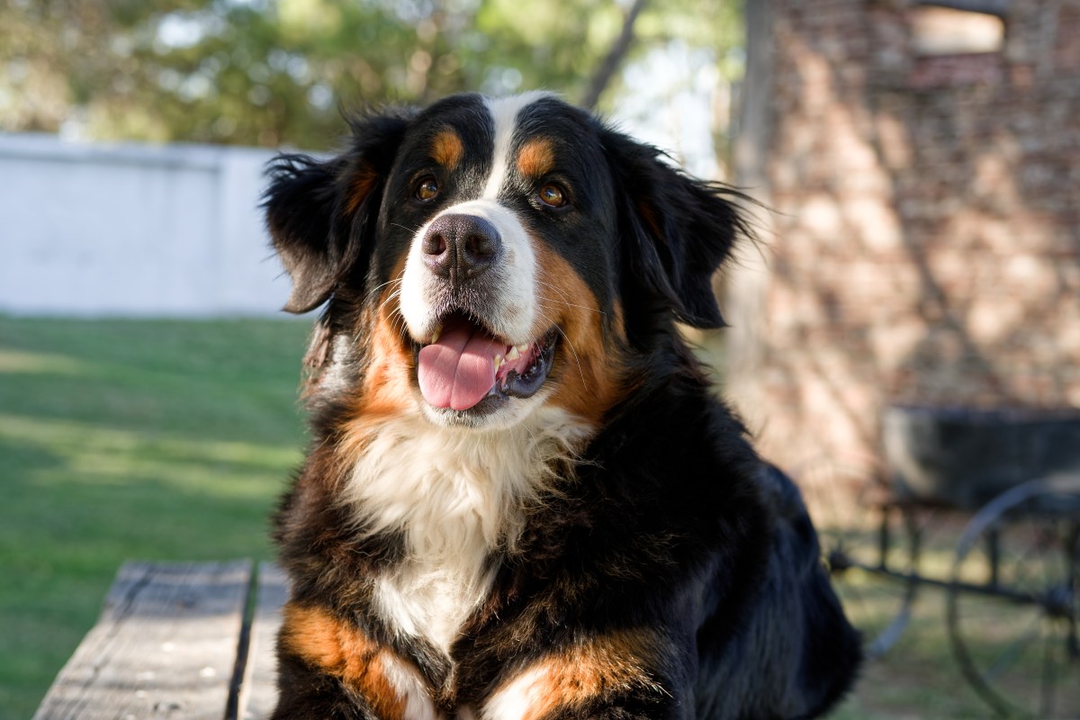 Clingy Bernese Mountain Dog’s Journey To Staying Home Alone Melts Hearts
