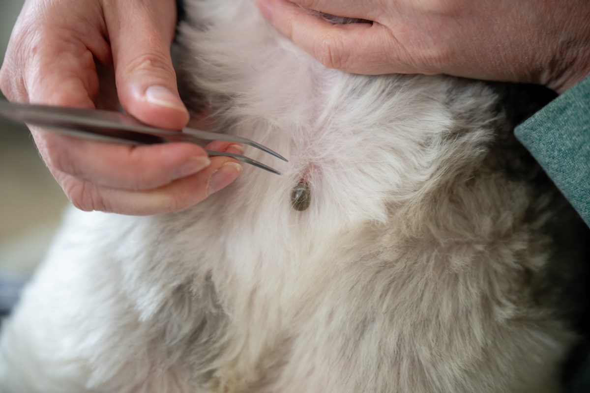 Man Pulls Tick Off Dog, Horror Over What He Realizes Next
