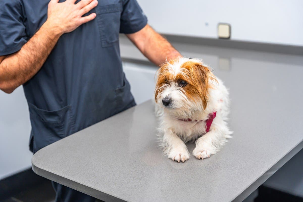 Dog Owner Finds Suspicious Lump, Pays $2,200—Shock Over What Vet Discovers