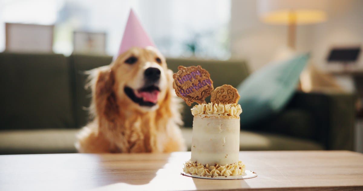 Golden Retriever Attends First Birthday Party—His Response Goes Viral