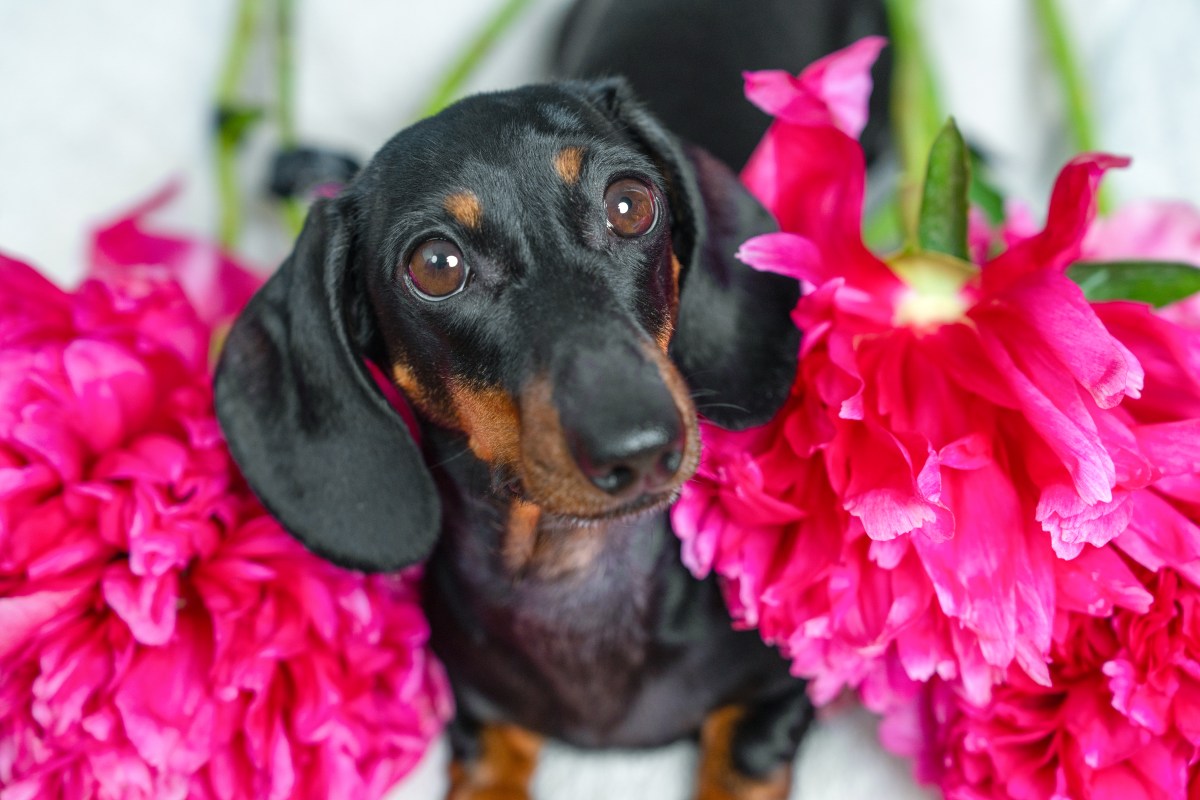 Hysterics at How Dachshund ‘Helps’ Owner Water Plants