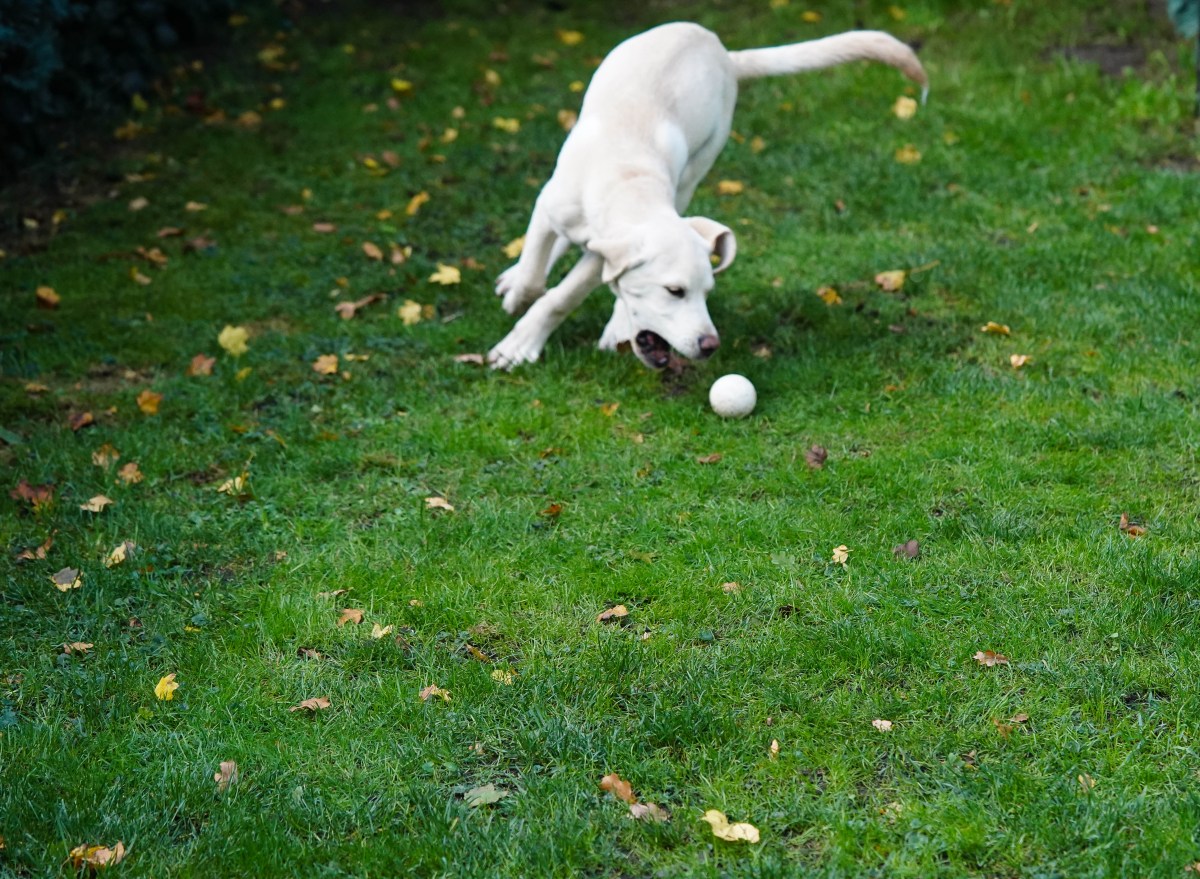 Dog Won’t Leave Septic Workers Alone—Owner Films What She Wants