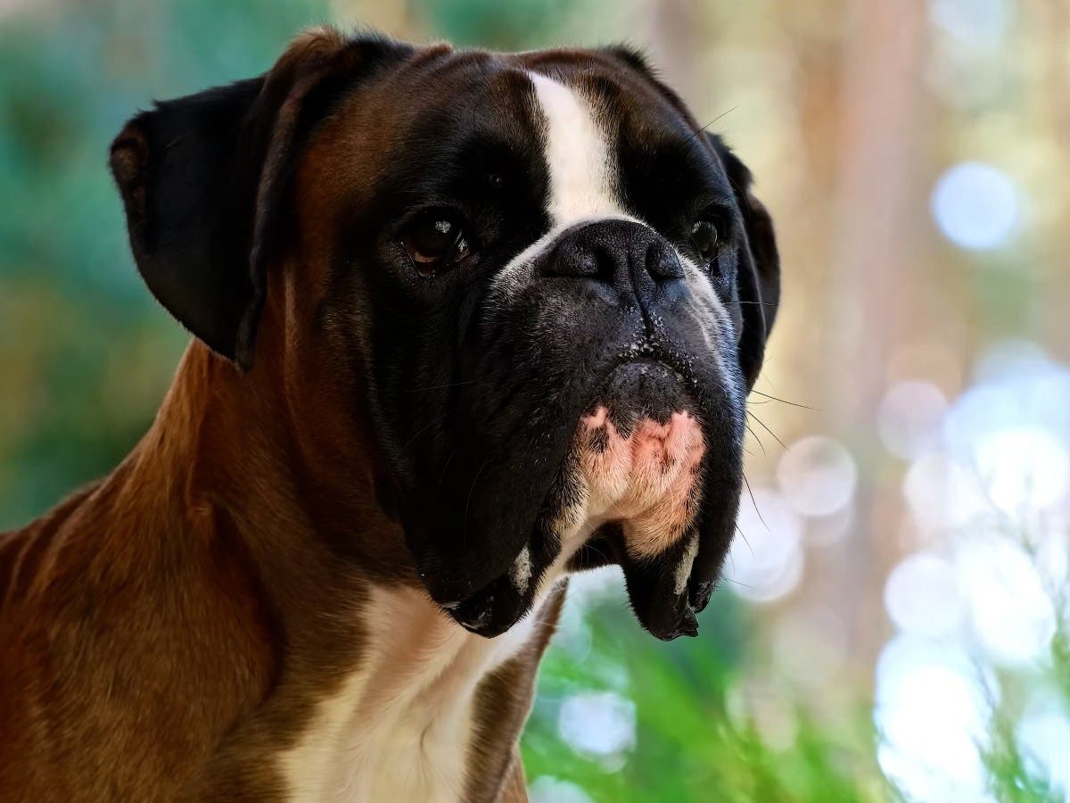 Hysterics at What Owners Find on Pet Cam After Leaving Dog Home Alone