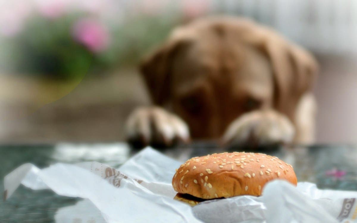 Woman Brings Home McDonald’s—Dog’s Reaction to Burger Goes Viral