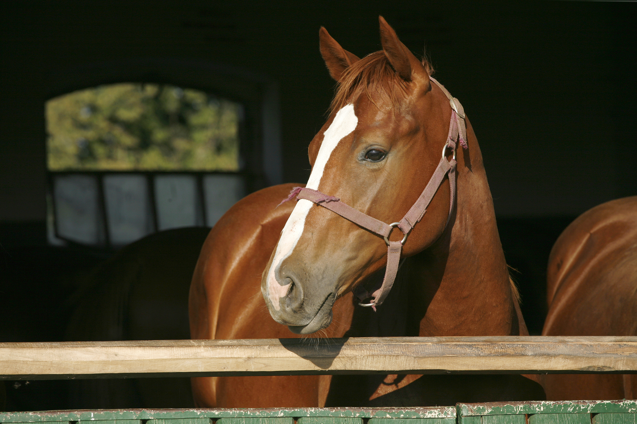 Boy's Unorthodox Method Of Getting On Horse Goes Viral: 'I Got You'