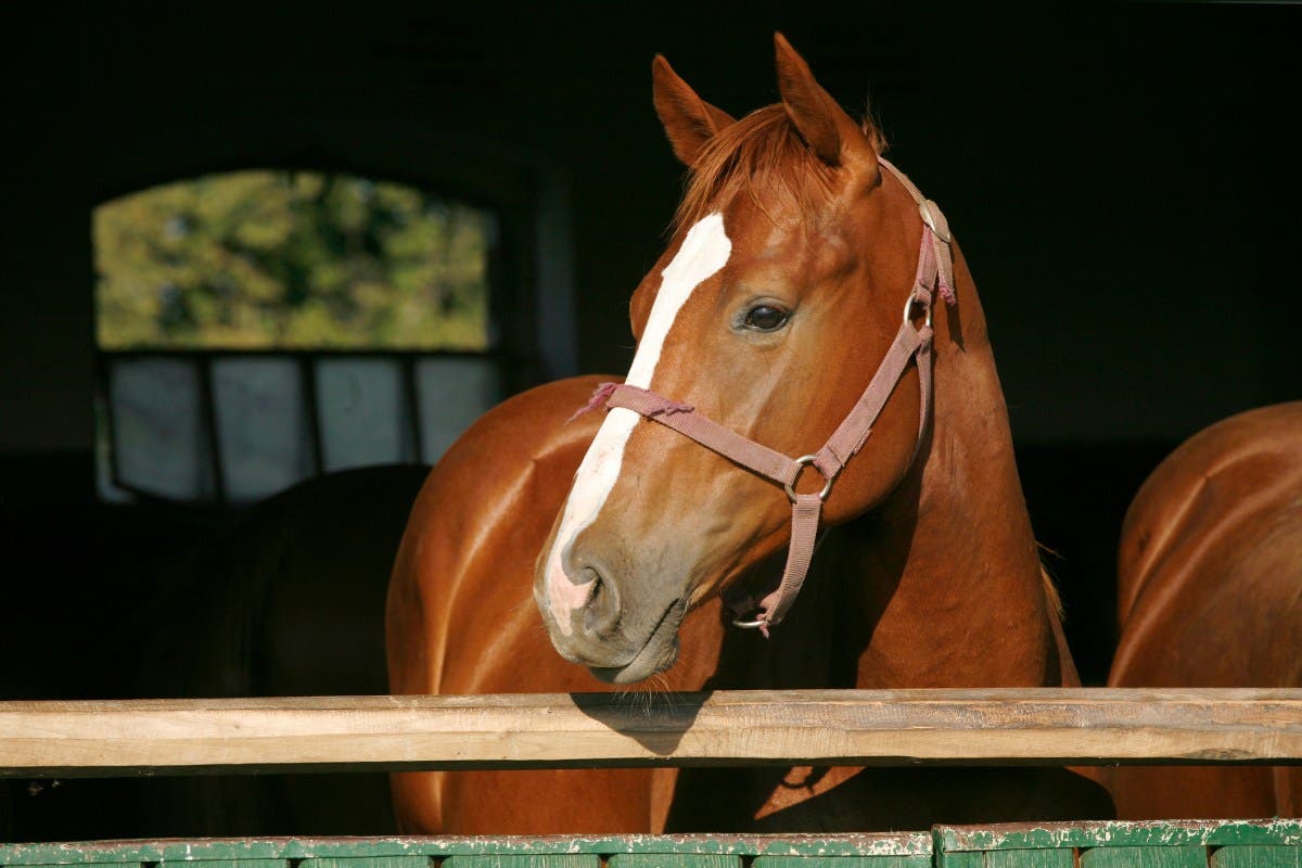 Tears at What Unfolds When Animal Lover Buys a Mare: ‘Surprise’