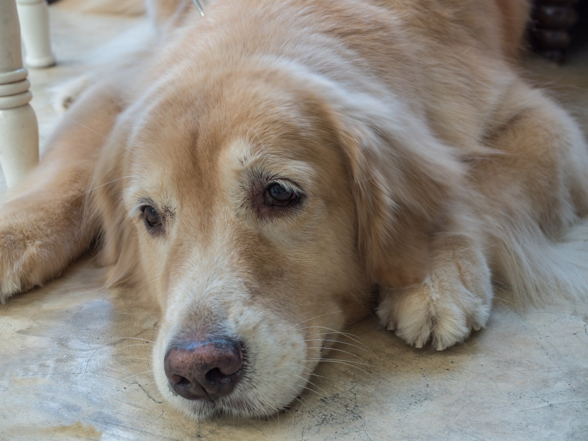 Woman Adopts 'Golden Retriever'—Years Later DNA Test Reveals Shocking Truth