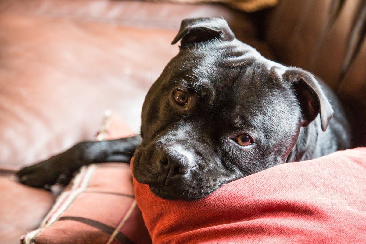 Shelter Dog Overlooked for 730 Days, Reason No One Wanted Her Breaks Hearts
