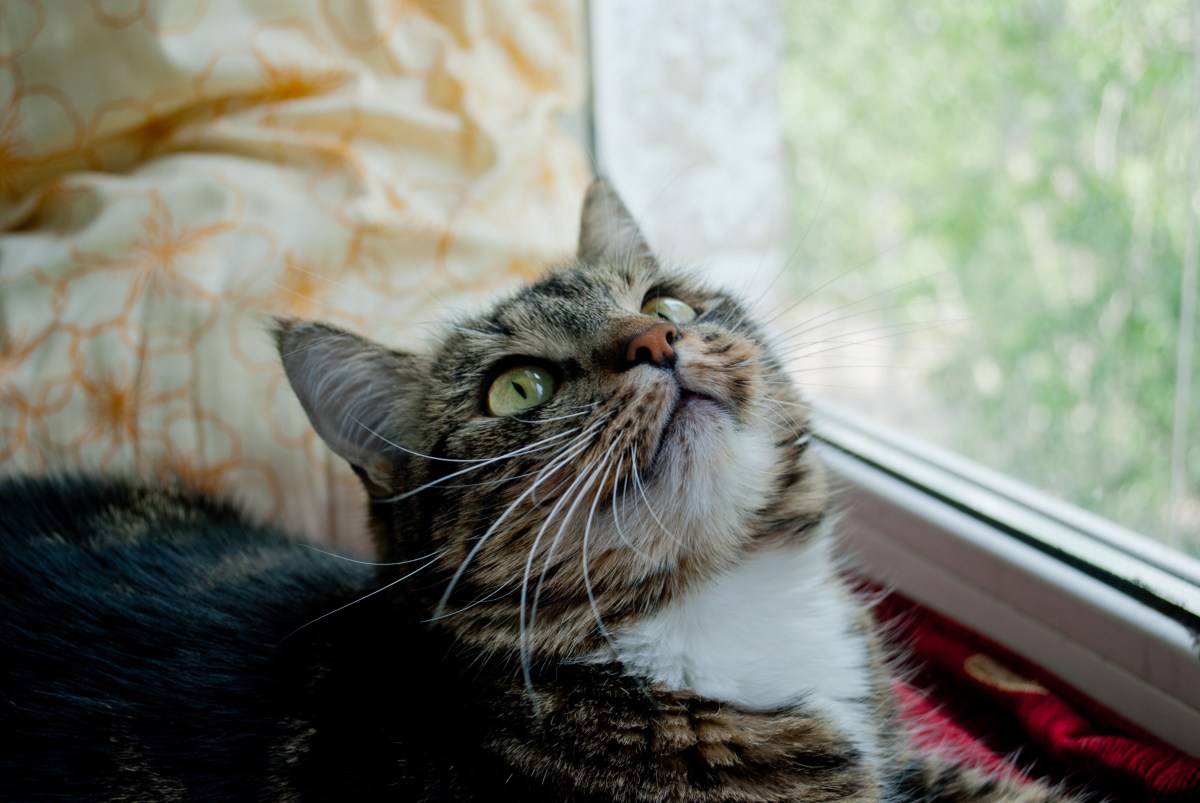 Tears at Cat& 039;s Heartwarming Relationship With Unlikely & 039;Best Friend& 039;