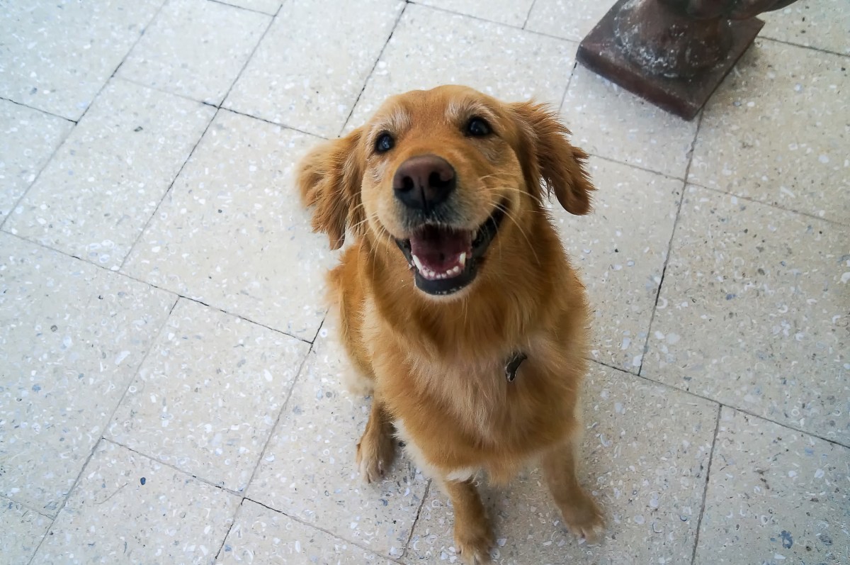 Golden Retriever Nibbles Rug, His Guilty Face Leaves Internet Obsessed
