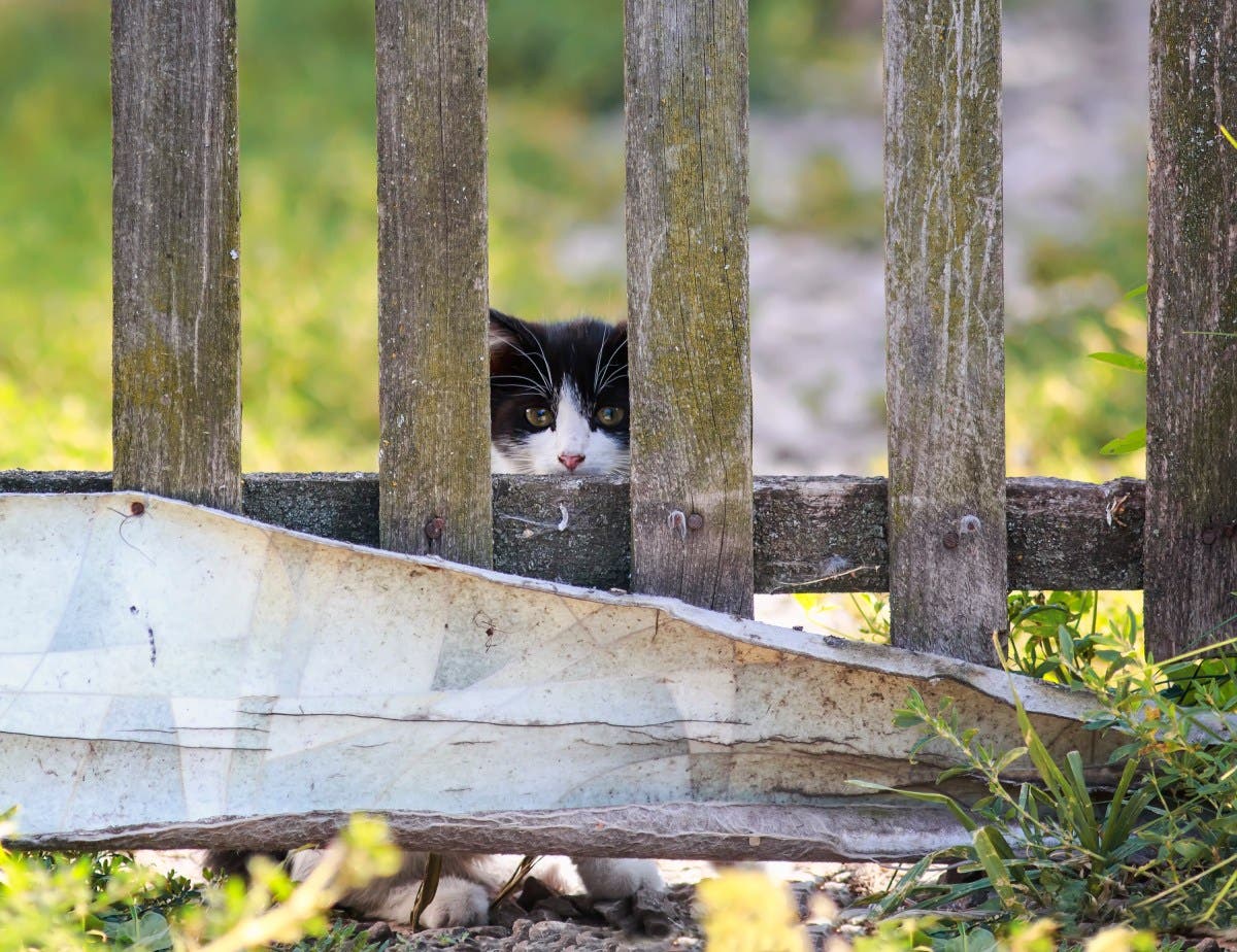 Neighbor Feels Watched—Shocked To See Who’s Staring Through the Fence