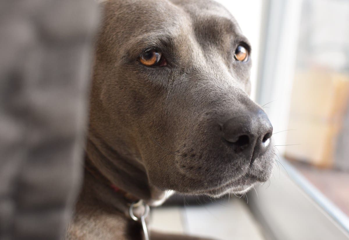 Friends Foster Dog—What She Does When They Don’t Talk to Her Breaks Hearts