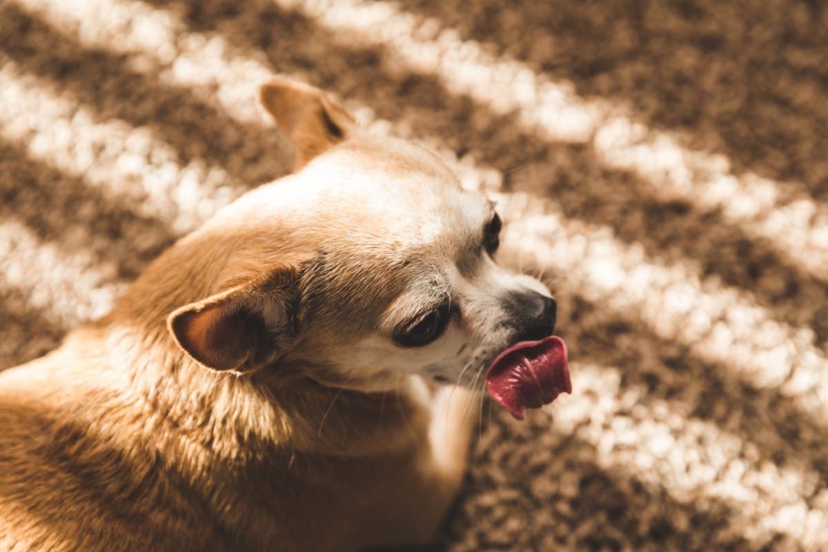 Chihuahua Caught 'Suspiciously' Licking His Lips, Then Owner Discovers Why