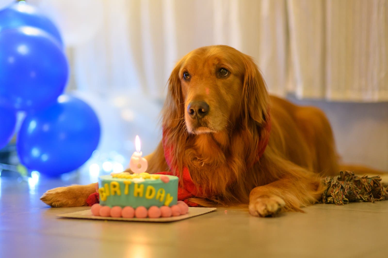 Golden Retriever Owner Plans Birthday Surprise—Leaves Pet ‘Terrified’