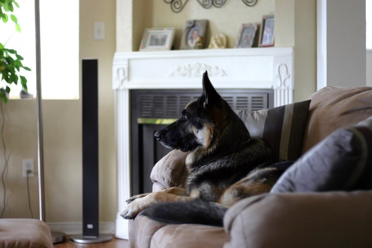 Rescue Dog’s Reaction When Her Favorite Show Comes On Melts Hearts