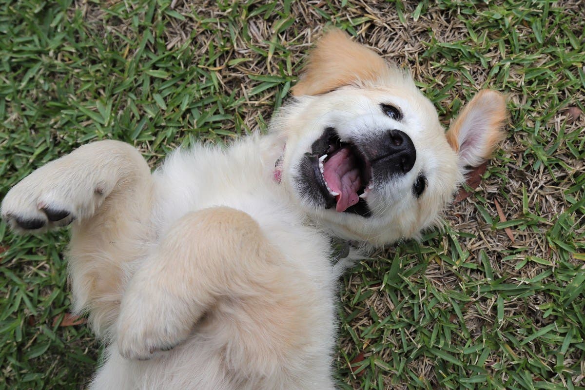 ‘Calm’ Golden Retriever Puppy Adopted—Her Personality Switch Stuns
