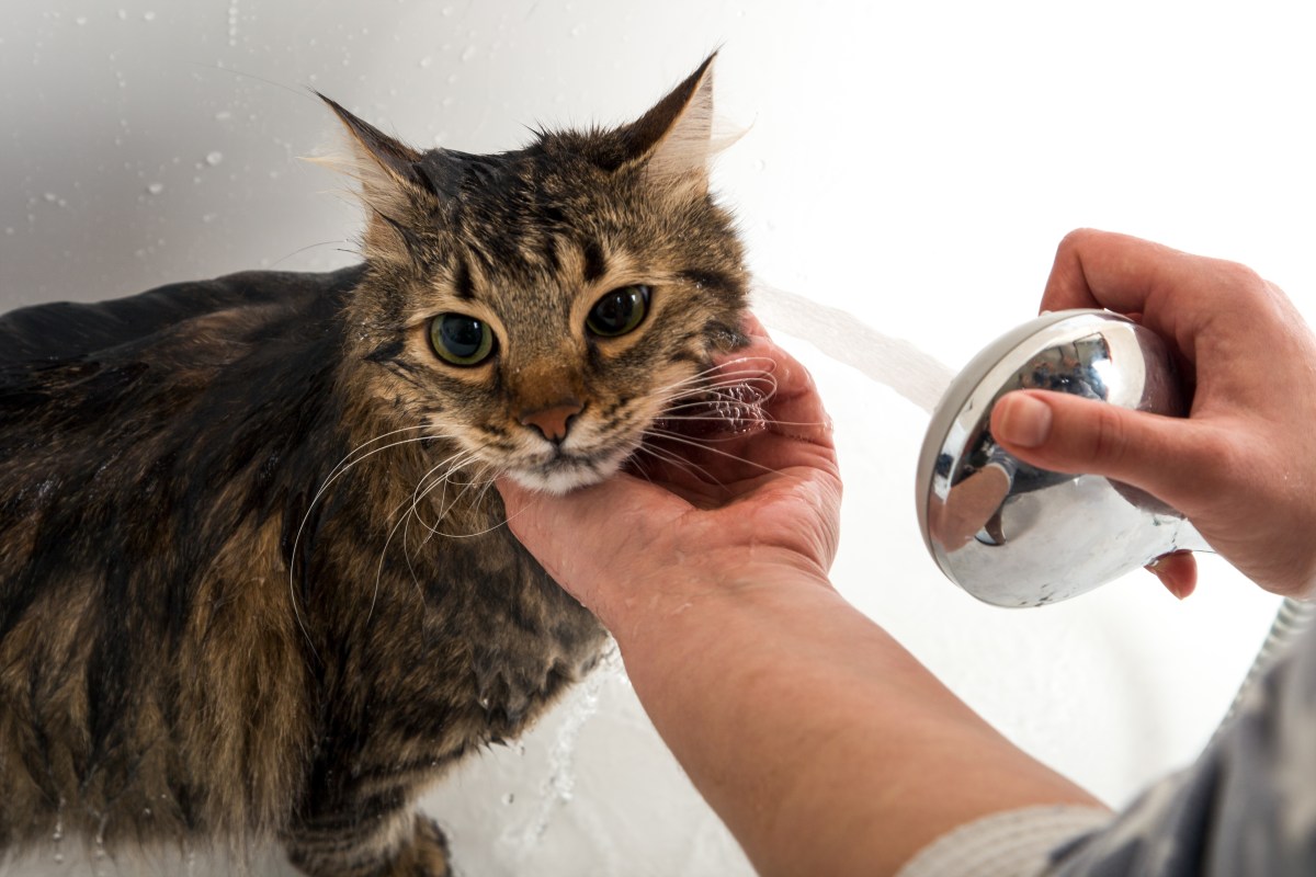 Cat Refuses To Drink out of Water Bowl, Hysterics at What They Use Instead