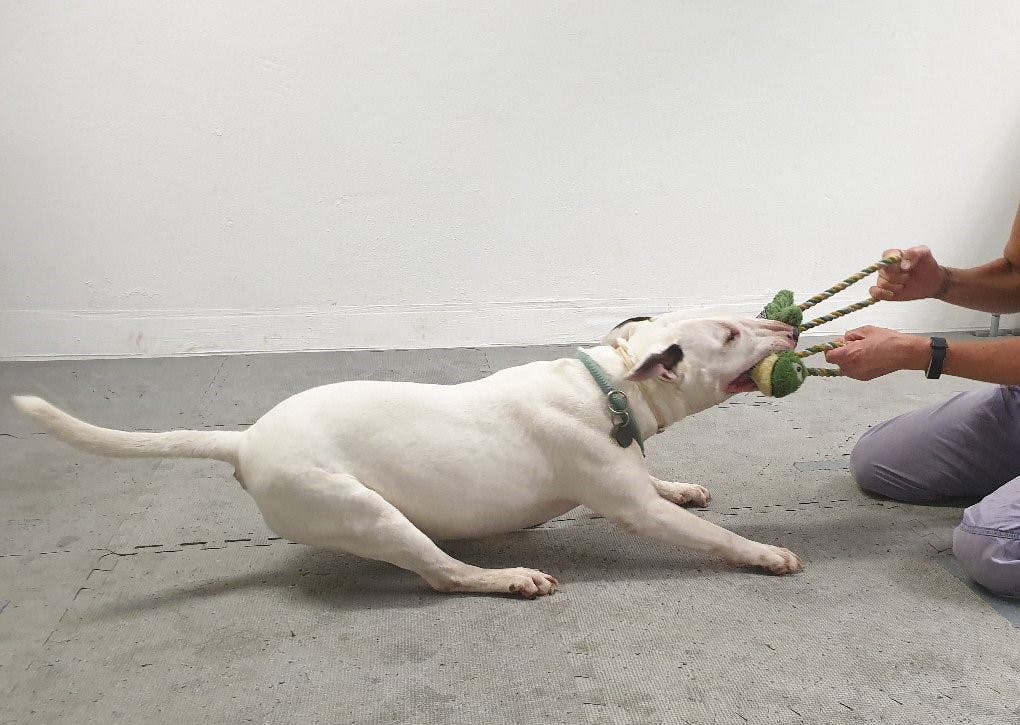 Dogs Can Become Addicted to Everyday Item, Study Warns