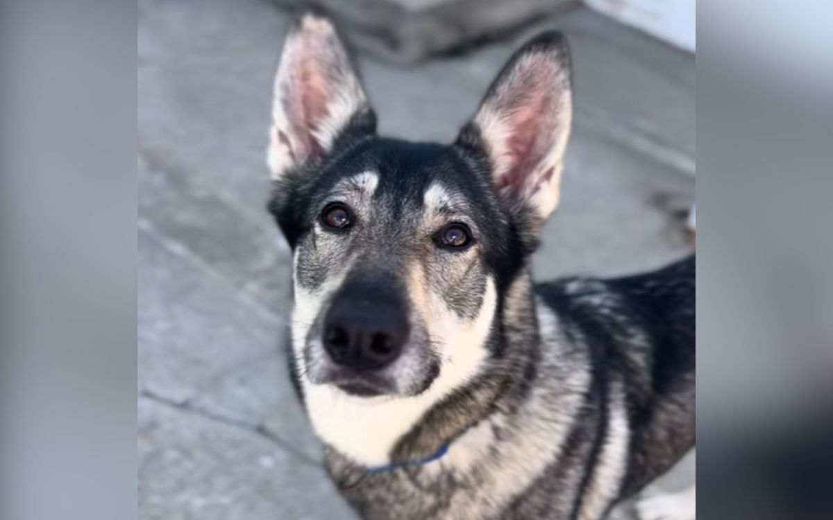 Tragedy Turned Dog's Life Upside Down, Now She's 'Confused' in Shelter