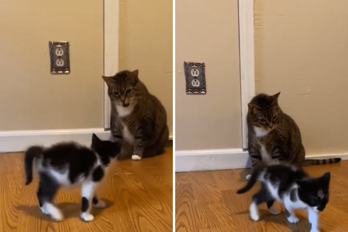 Owner Thinks Cat Will Look After Kitten, Plan Backfires: ‘A Hard No’