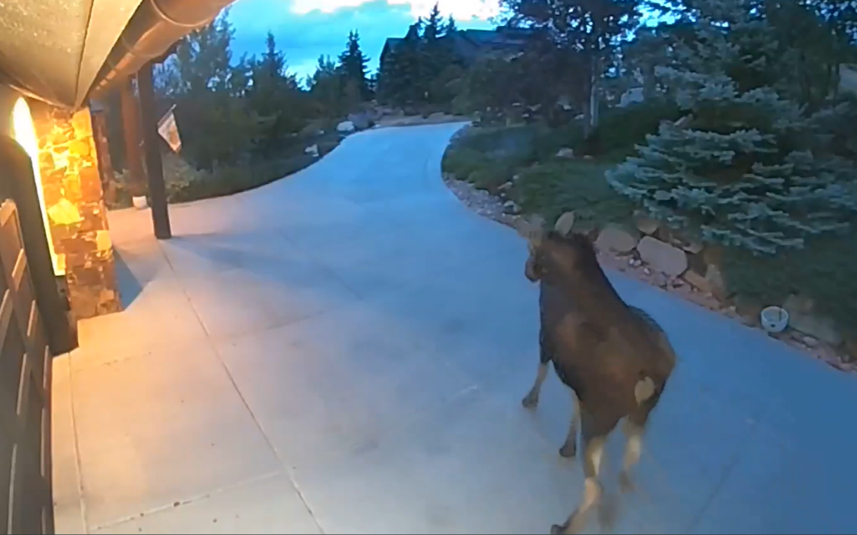 Man Watched Moose for Years—Then Gets Doorbell Cam Alert of a Lifetime