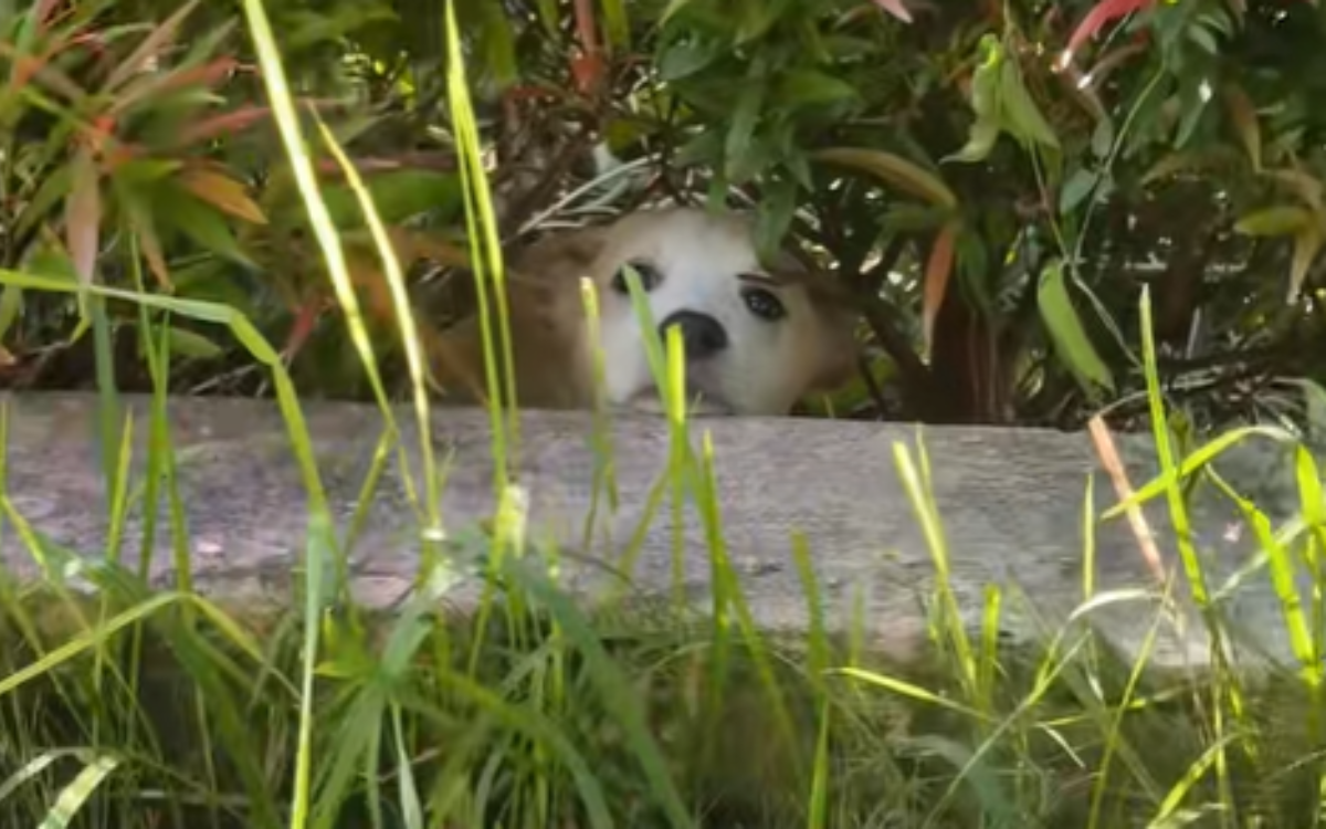 Tears As Woman Realizes Why Rescue Dog Keeps Hiding: ‘My Heart Is Broken’