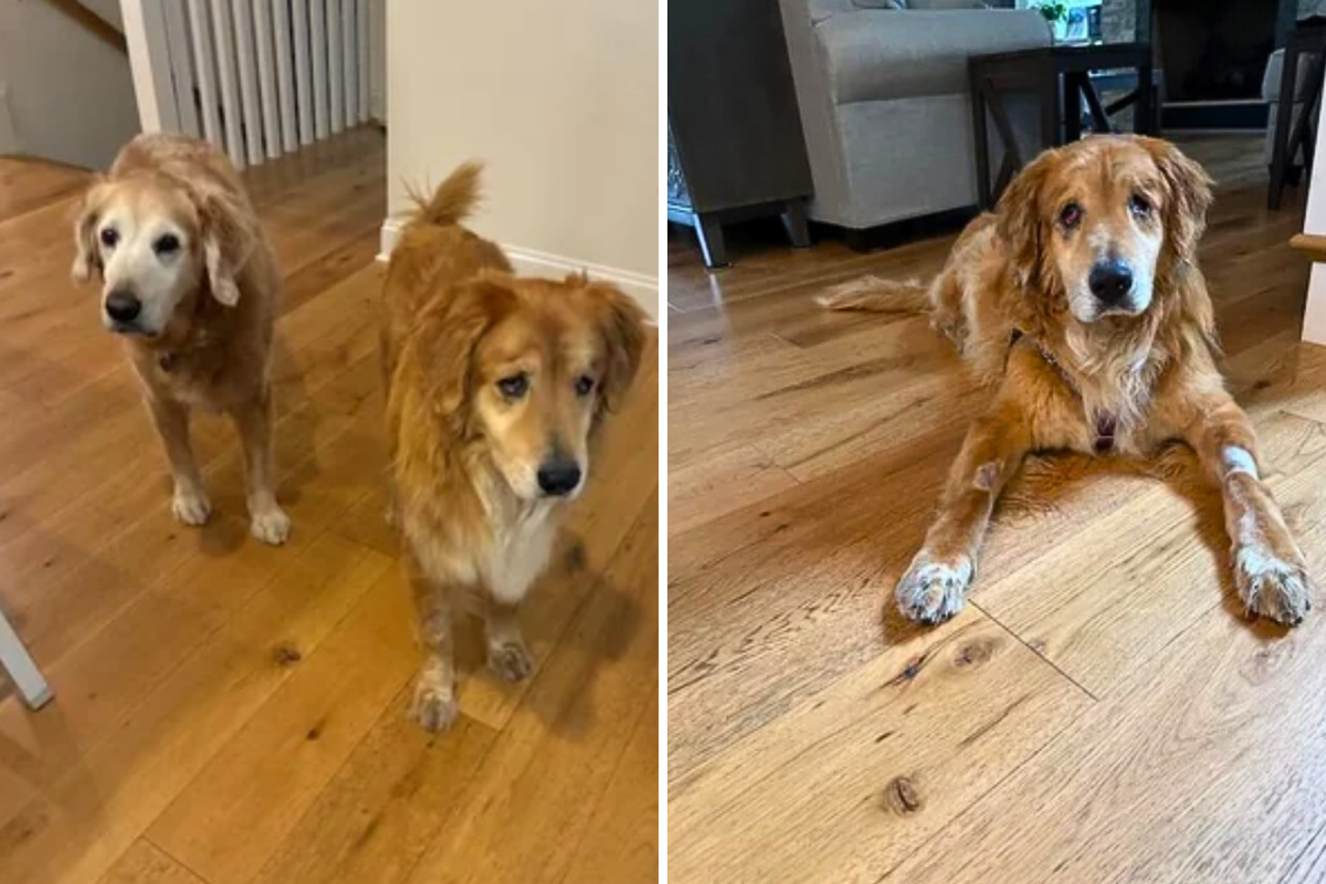 Rescue Dog DNA Test Result—Reveals He Is a 'DIY Golden'