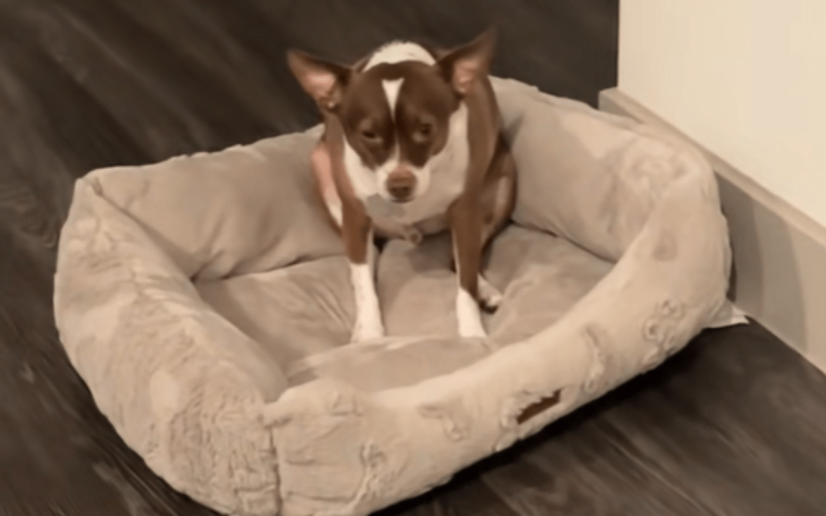 Rescue Dog Abandoned Twice Has Heartbreaking Reaction to Owner Moving House