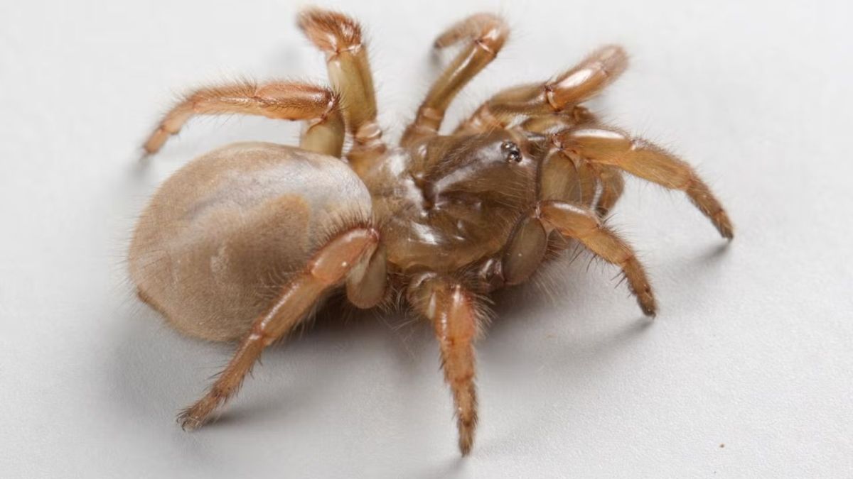 New Species of Spider Discovered in California