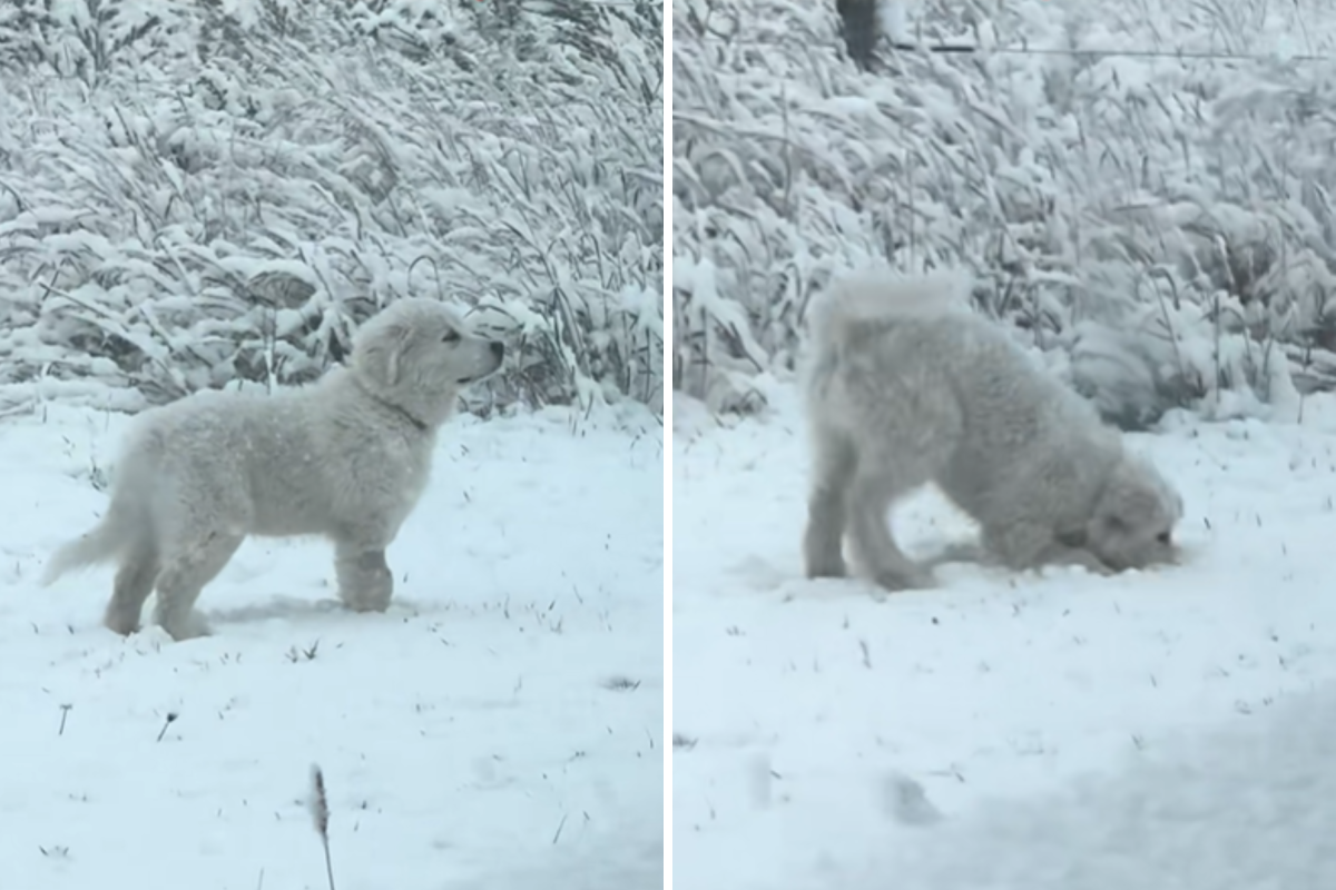 Owner Can’t Cope As Great Pyrenees Experiences Snow for the First Time