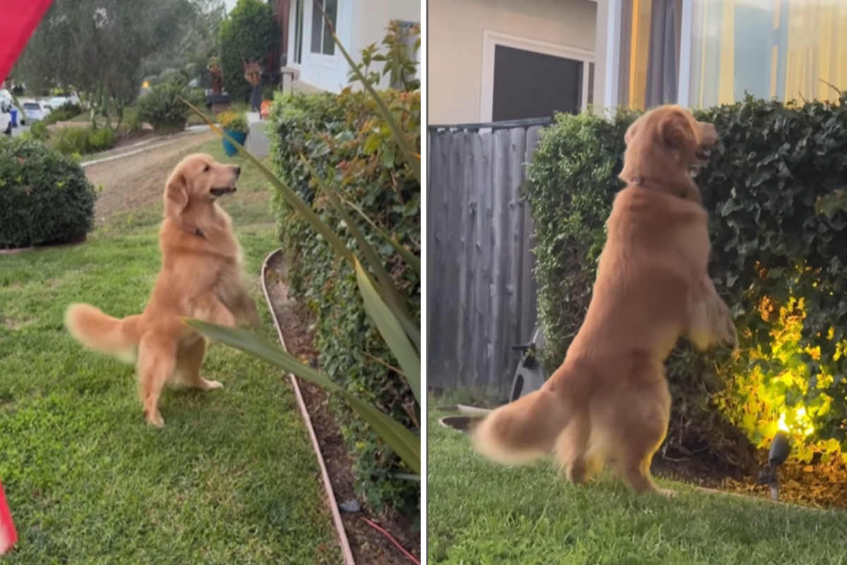 Hearts Break Over Golden Retriever Still Looking for Lost Ball Weeks Later